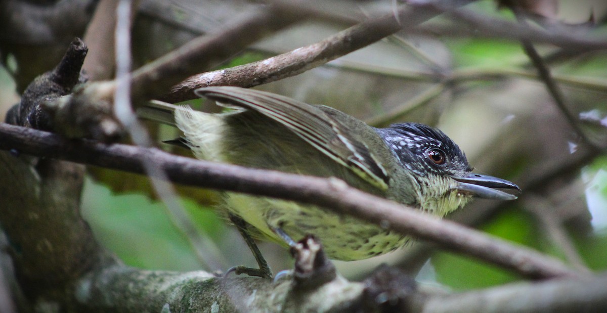 Spot-breasted Antvireo - ML641909079