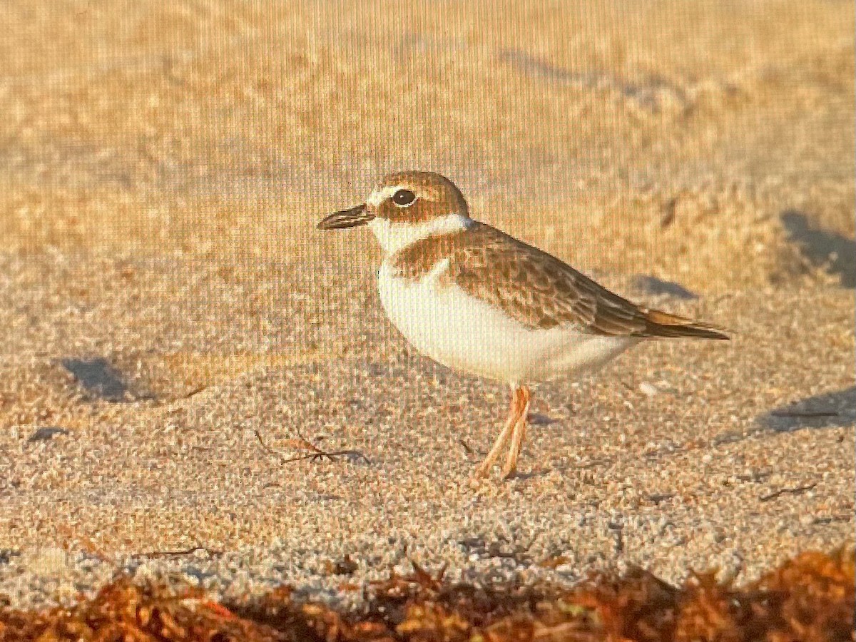 Wilson's Plover - ML641909080