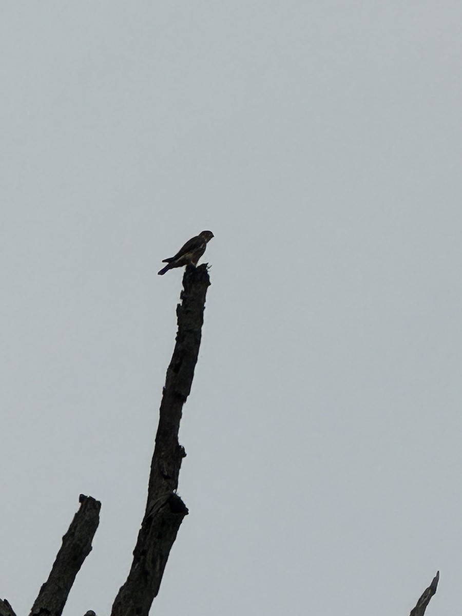 Merlin - ML641909086