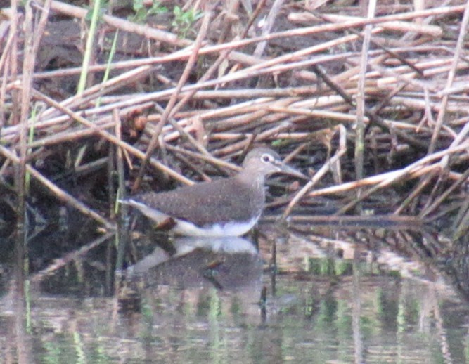 Цагаан сүүлт хөгчүү - ML641909093