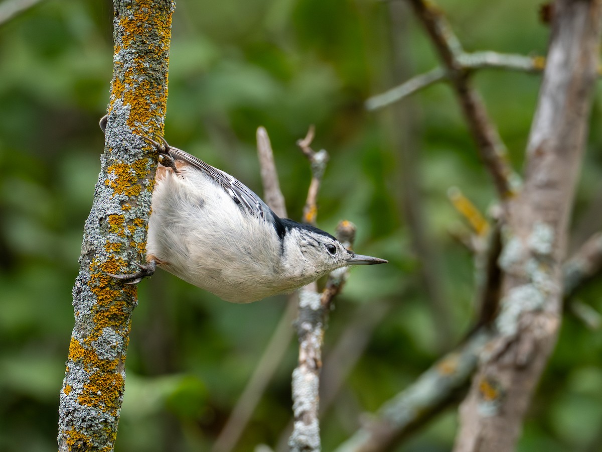 White-breasted Nuthatch - ML641909094