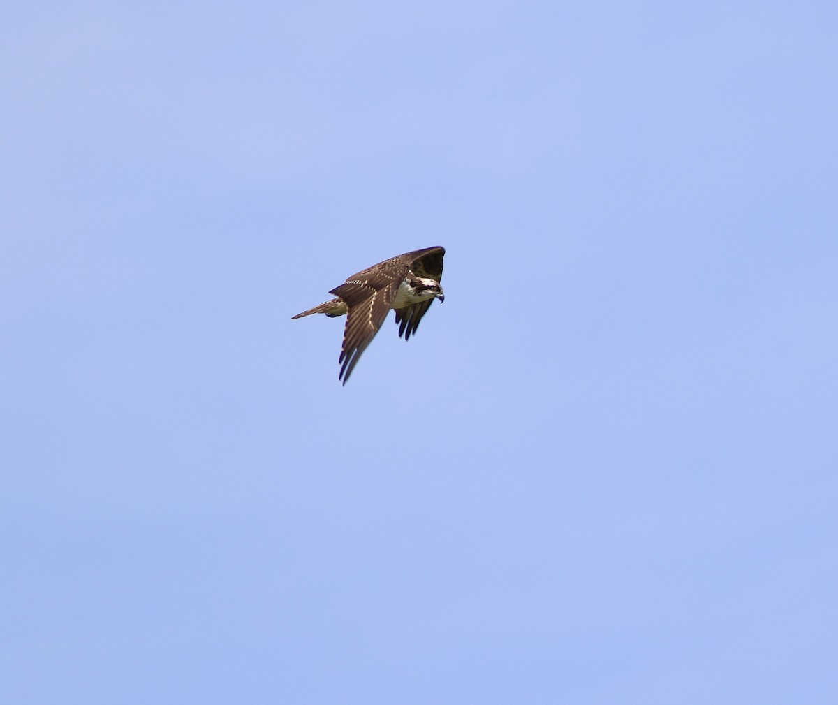 Osprey - ML641909102