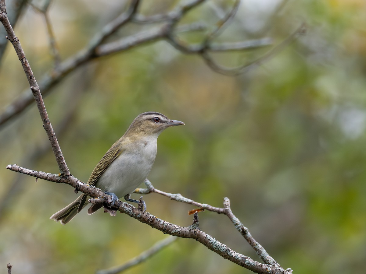 Vireo occhirossi - ML641909110