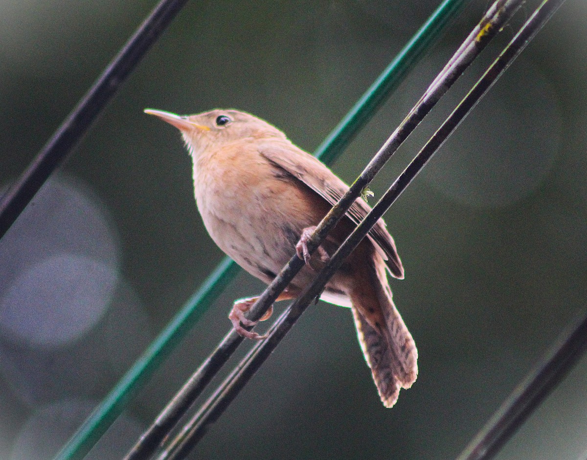 Southern House Wren - ML641909113
