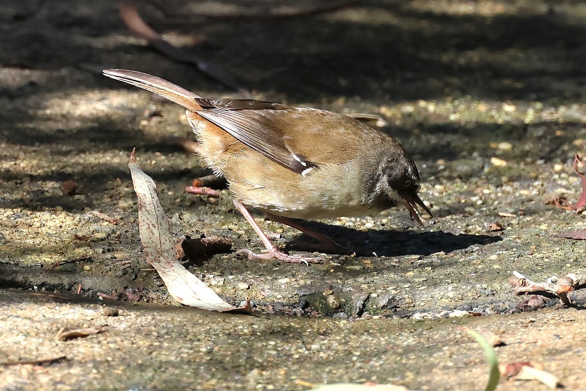 White-browed Scrubwren (White-browed) - ML641909124