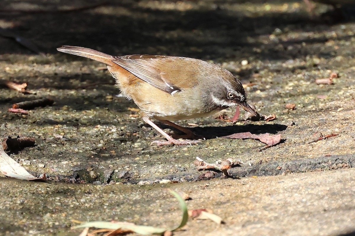 White-browed Scrubwren (White-browed) - ML641909125