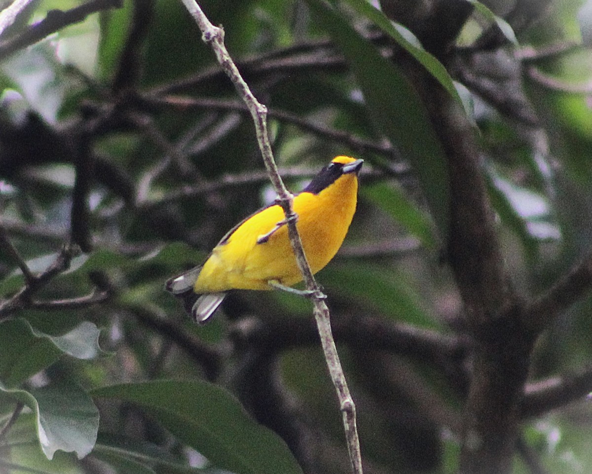 Violaceous Euphonia - ML641909129
