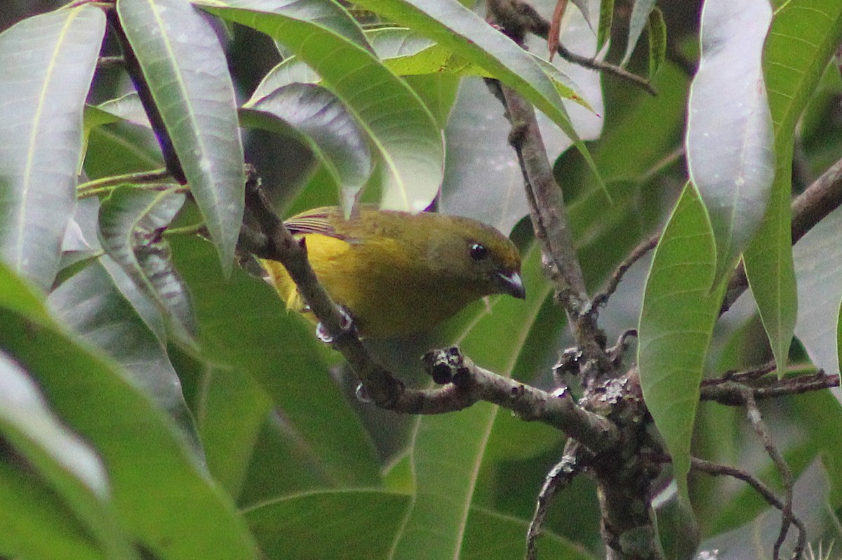 Violaceous Euphonia - ML641909130