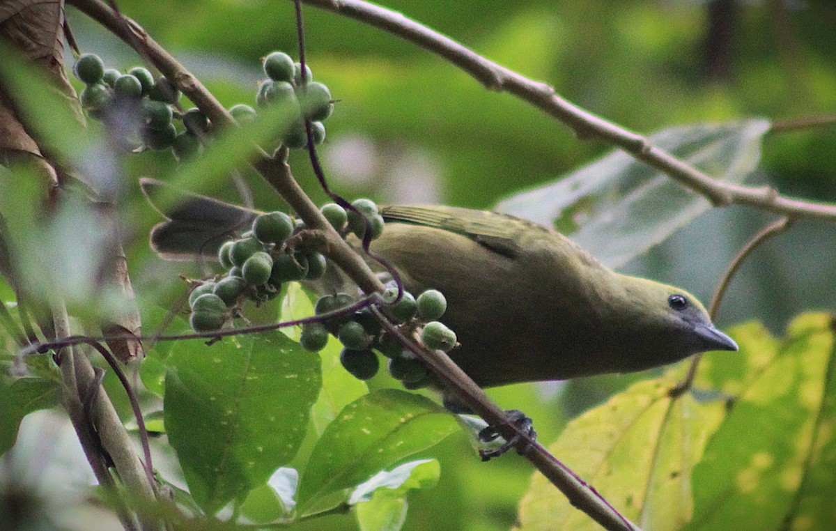 Palm Tanager - ML641909156