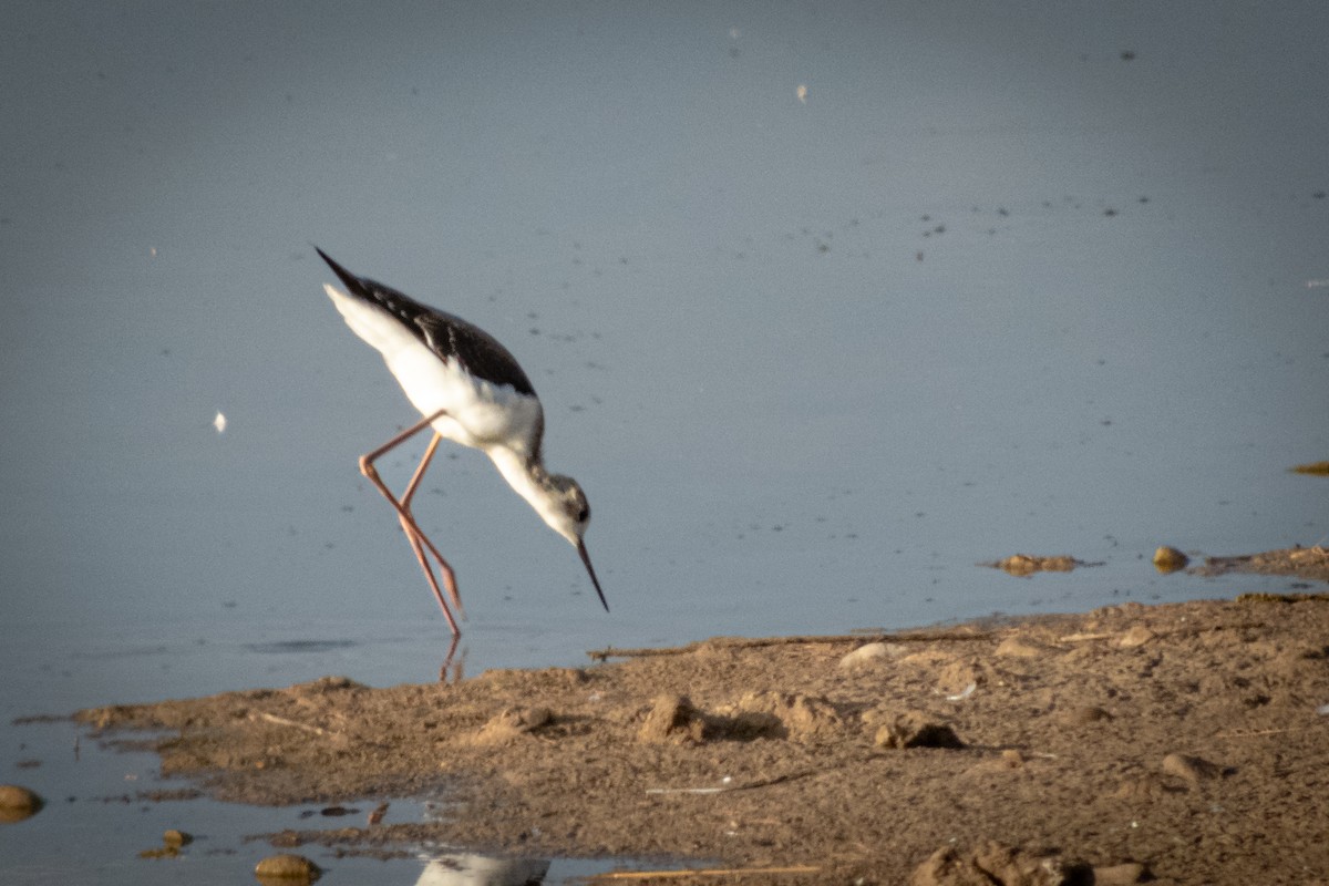Black-winged Stilt - ML641909170