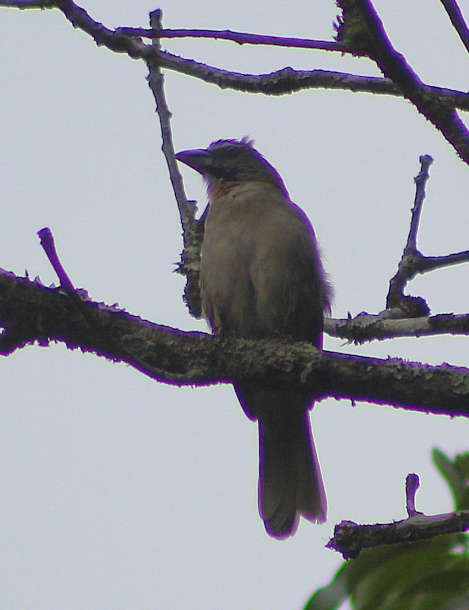 Buff-throated Saltator - ML641909173