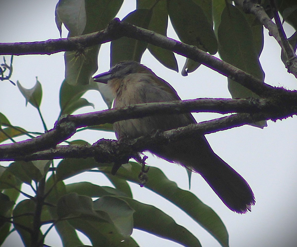Buff-throated Saltator - ML641909174