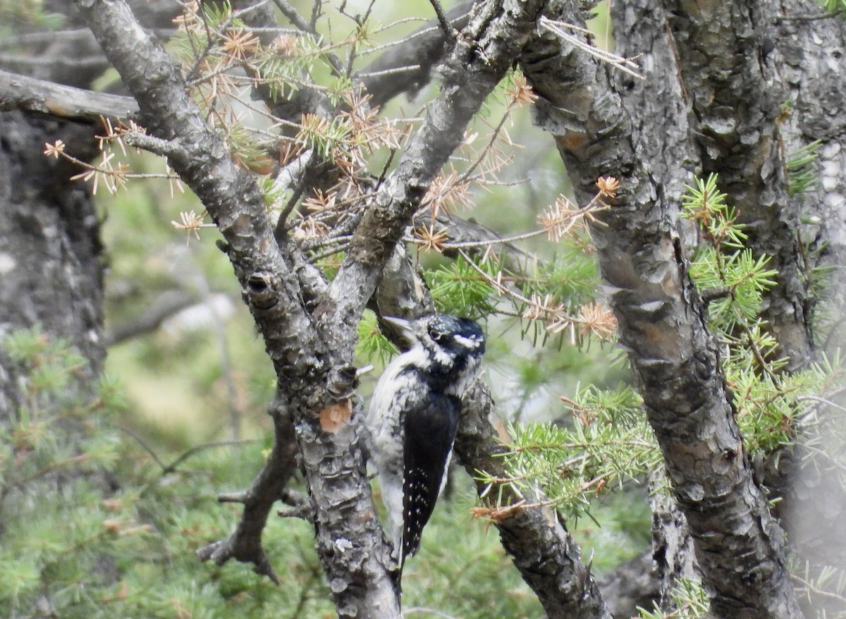 American Three-toed Woodpecker - ML641909182