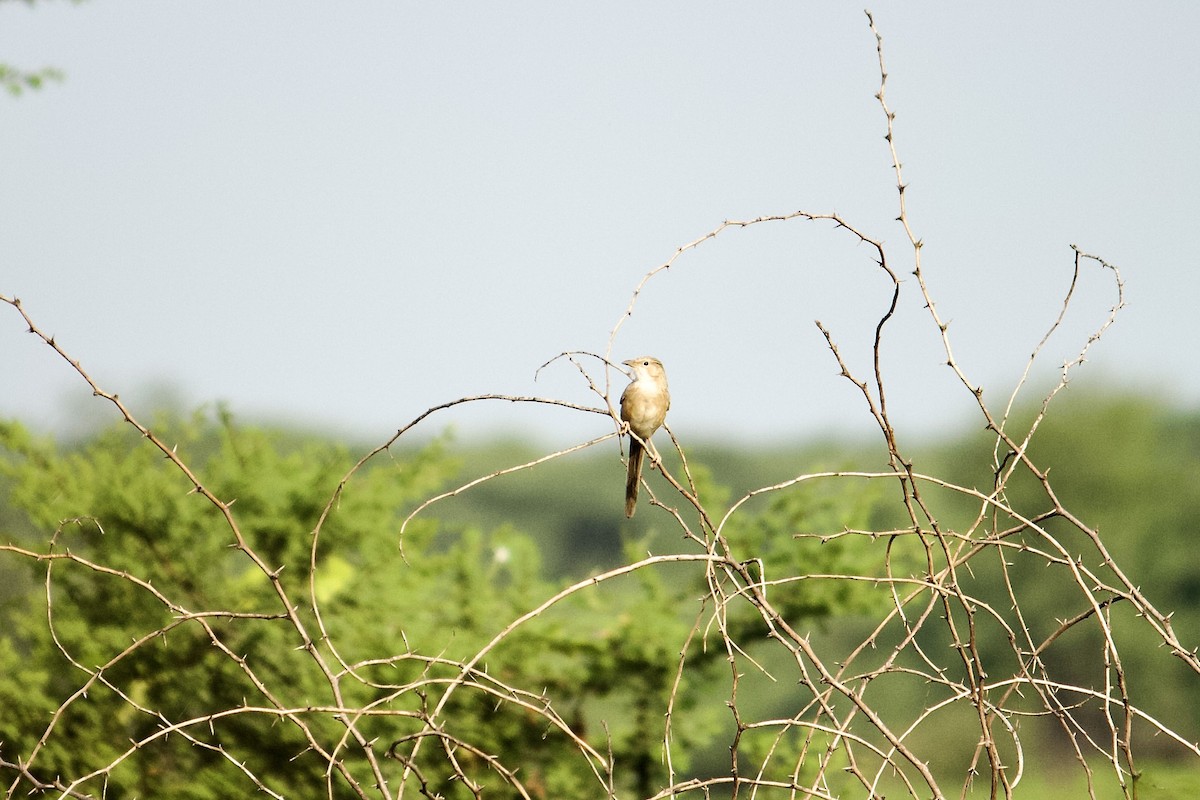 Cratérope indien - ML641909183
