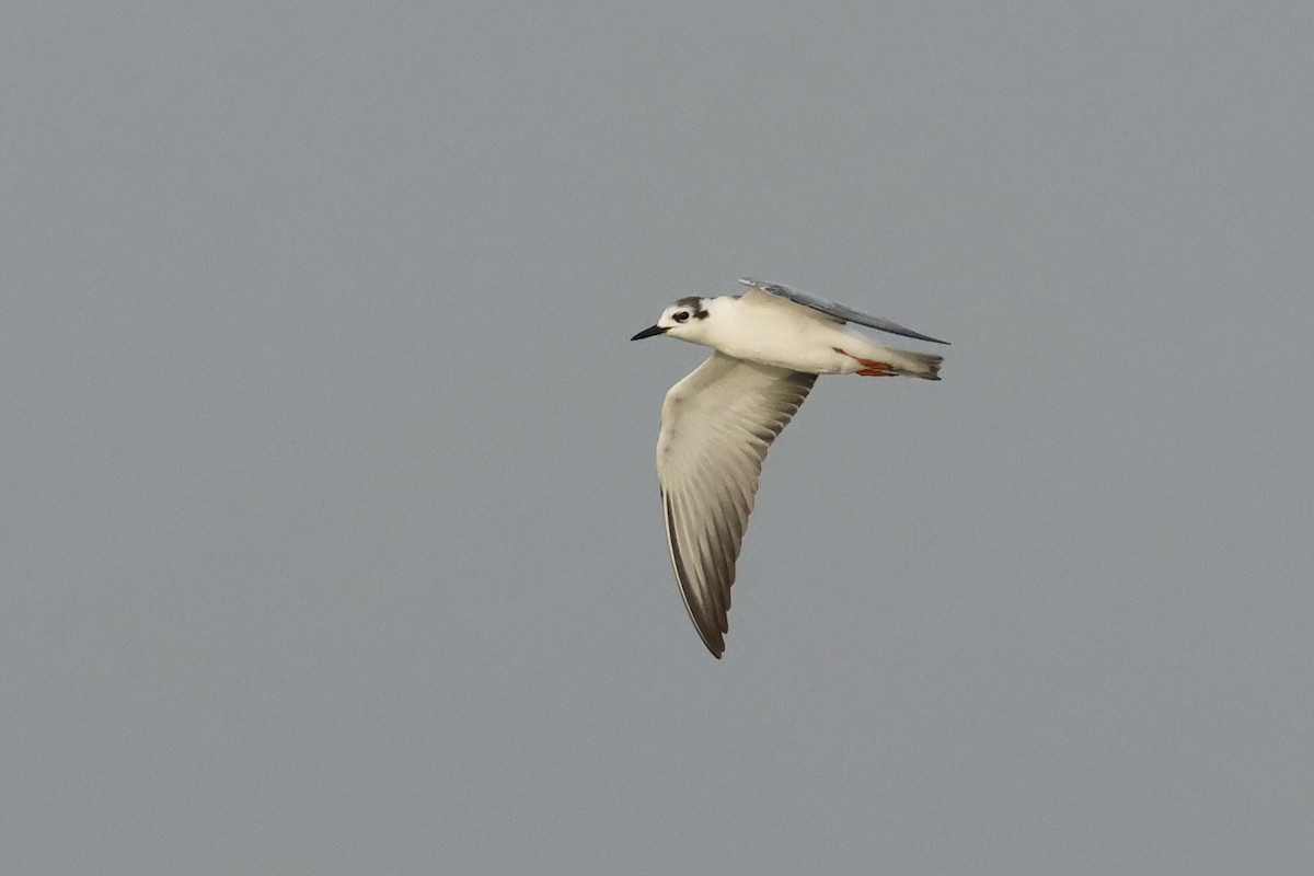 Itsas enara hegalzuria - ML641909193