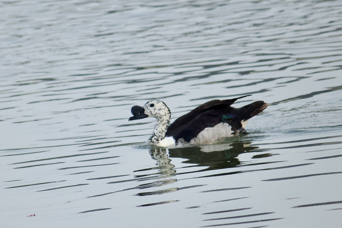 Knob-billed Duck - ML641909194