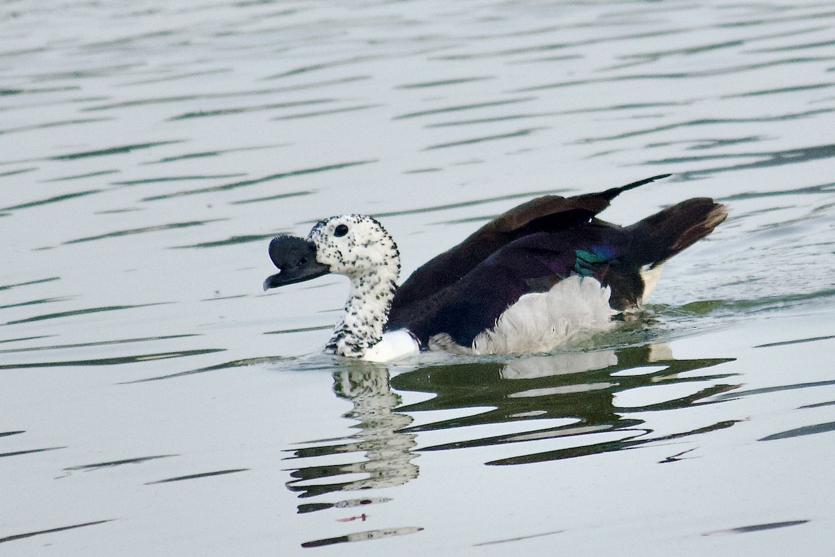 Knob-billed Duck - ML641909195