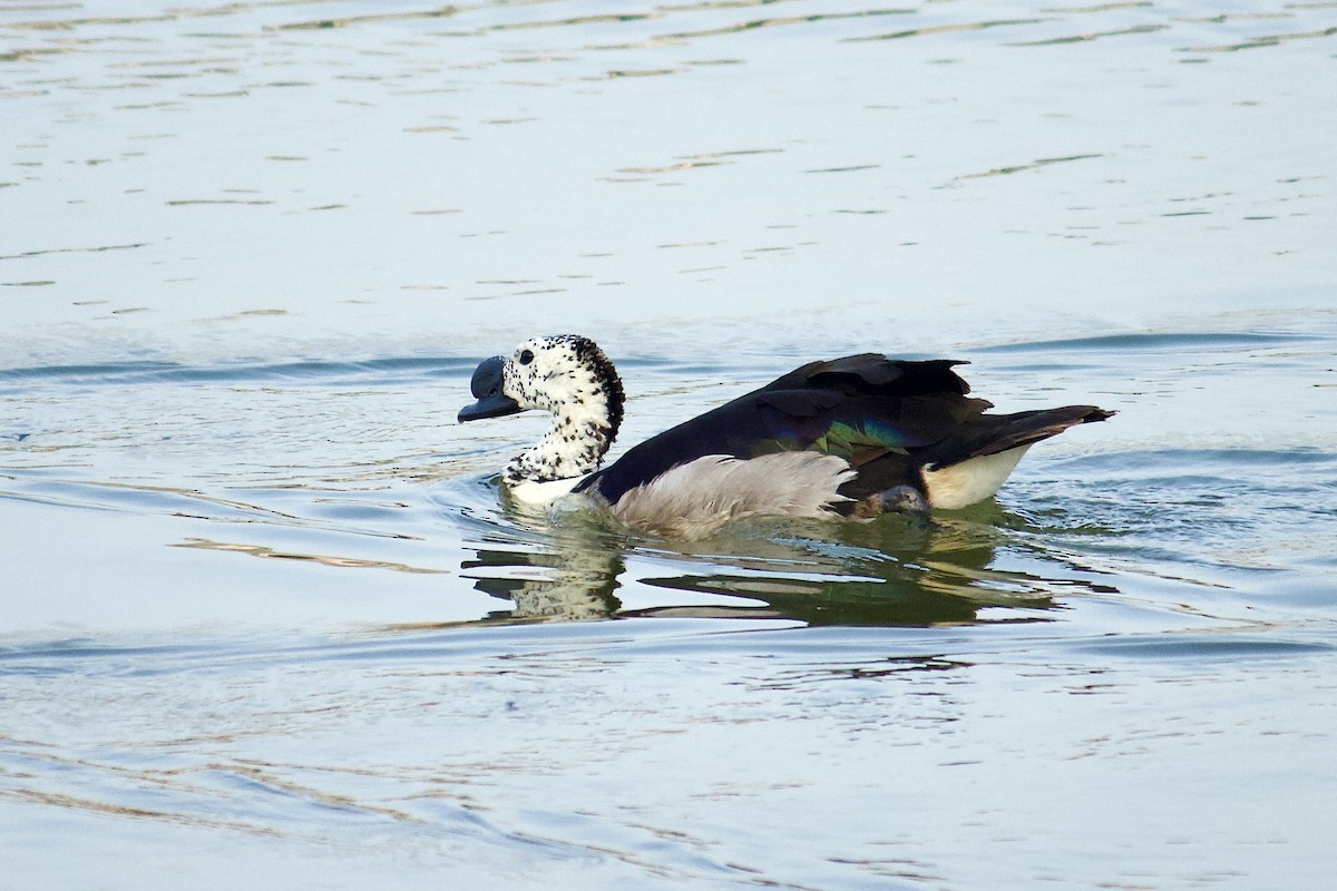 Knob-billed Duck - ML641909196