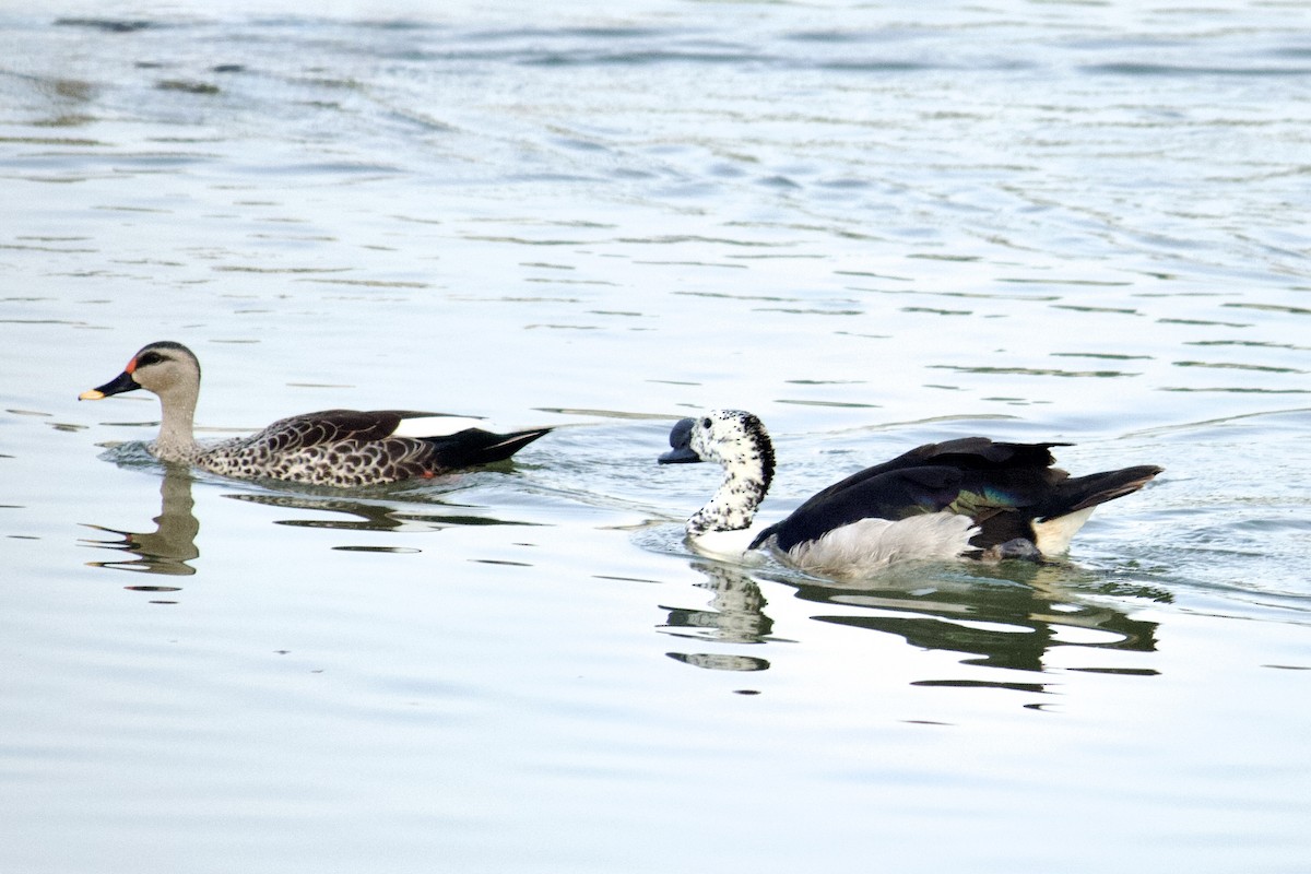 Indian Spot-billed Duck - ML641909201