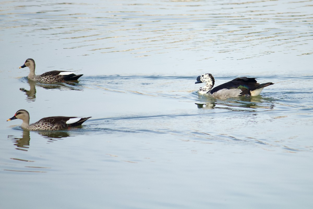 Indian Spot-billed Duck - ML641909202