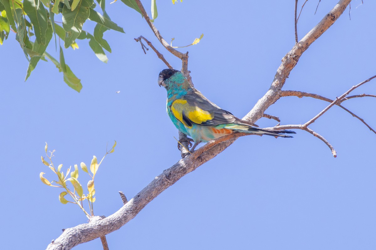 Hooded Parrot - ML641909207