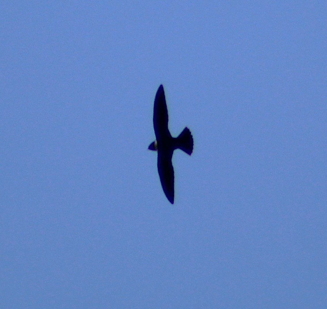 White-collared Swift - ML641909230
