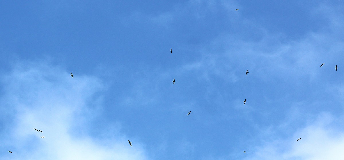 White-collared Swift - ML641909231