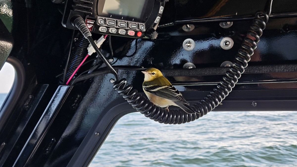 Bay-breasted Warbler - ML641909258