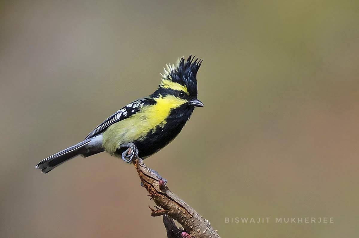 Himalayan Black-lored Tit - ML641909263