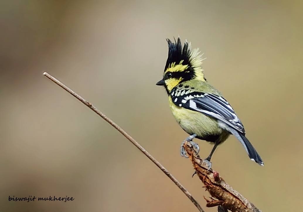 Himalayan Black-lored Tit - ML641909264