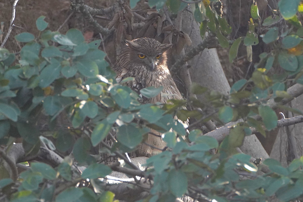 Brown Fish-Owl - ML641909272