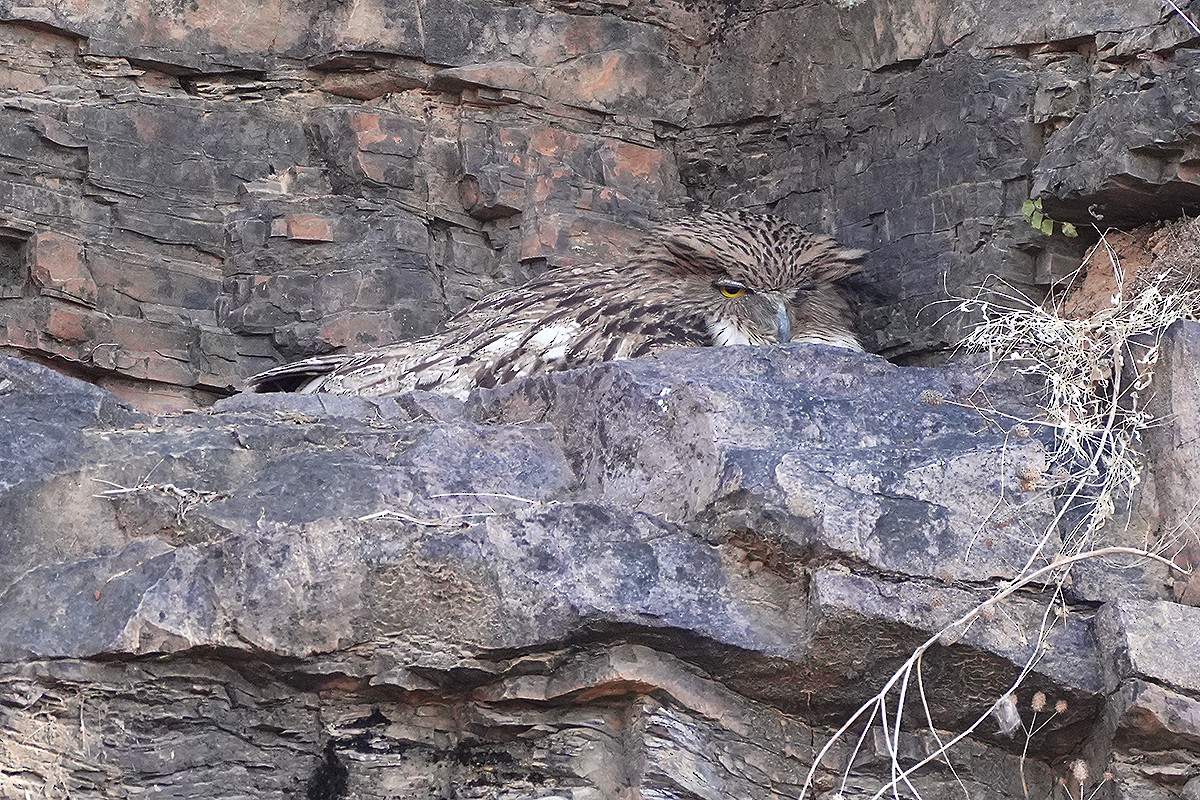 Brown Fish-Owl - ML641909273