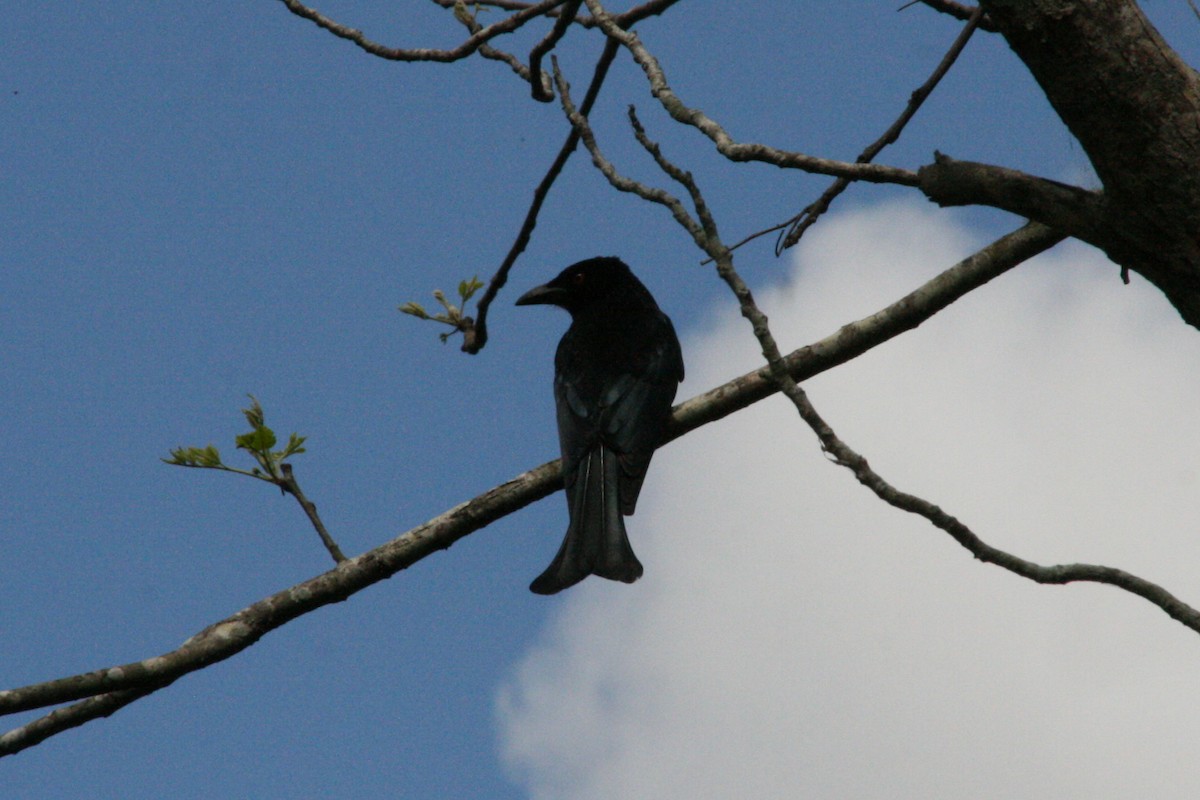 Spangled Drongo - ML641909274