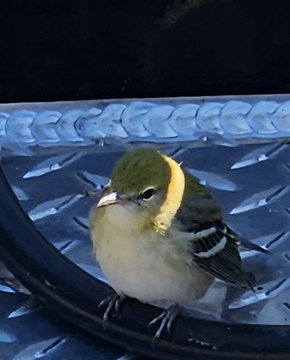 Bay-breasted Warbler - ML641909285