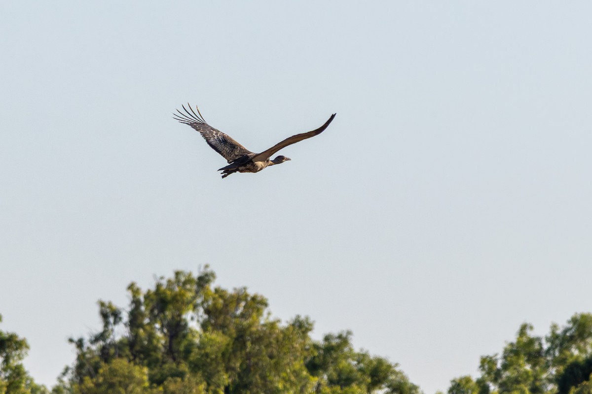 Australian Bustard - ML641909295