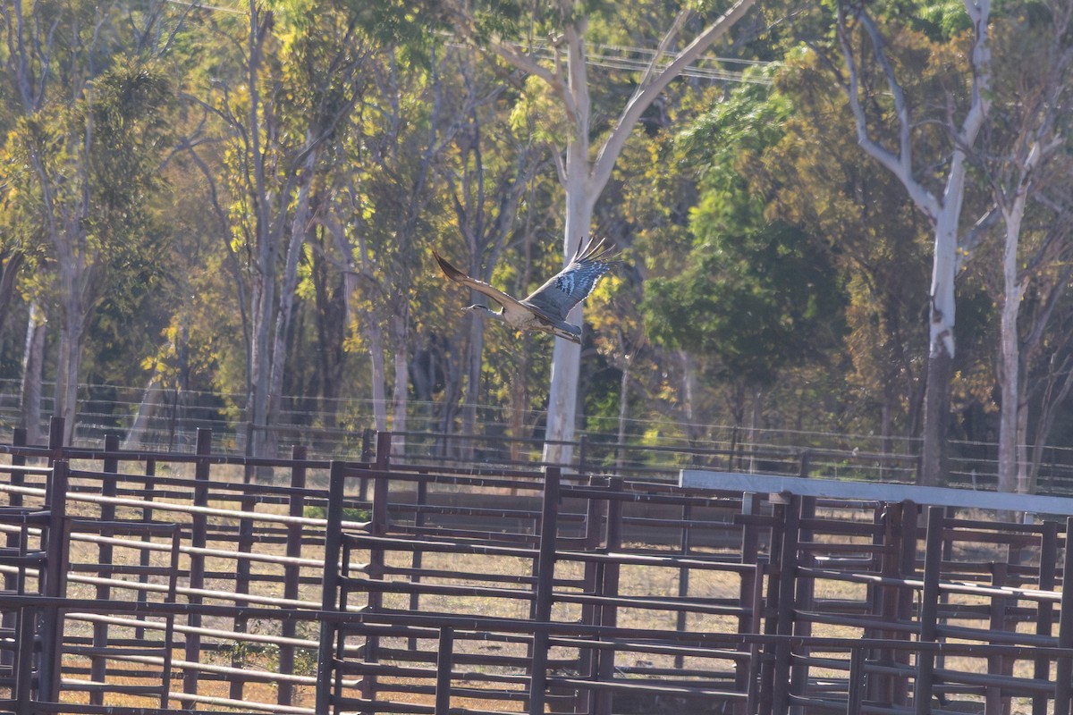 Australian Bustard - ML641909296