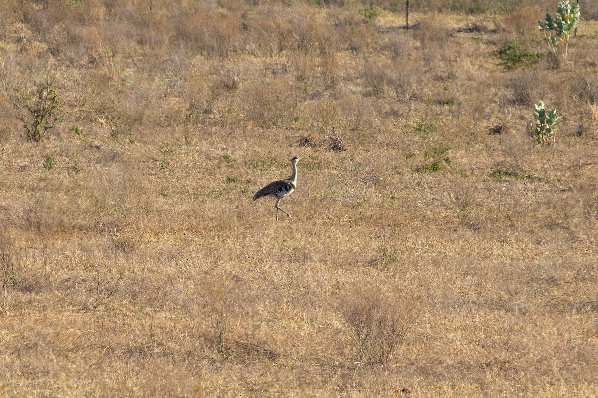 Australian Bustard - ML641909297