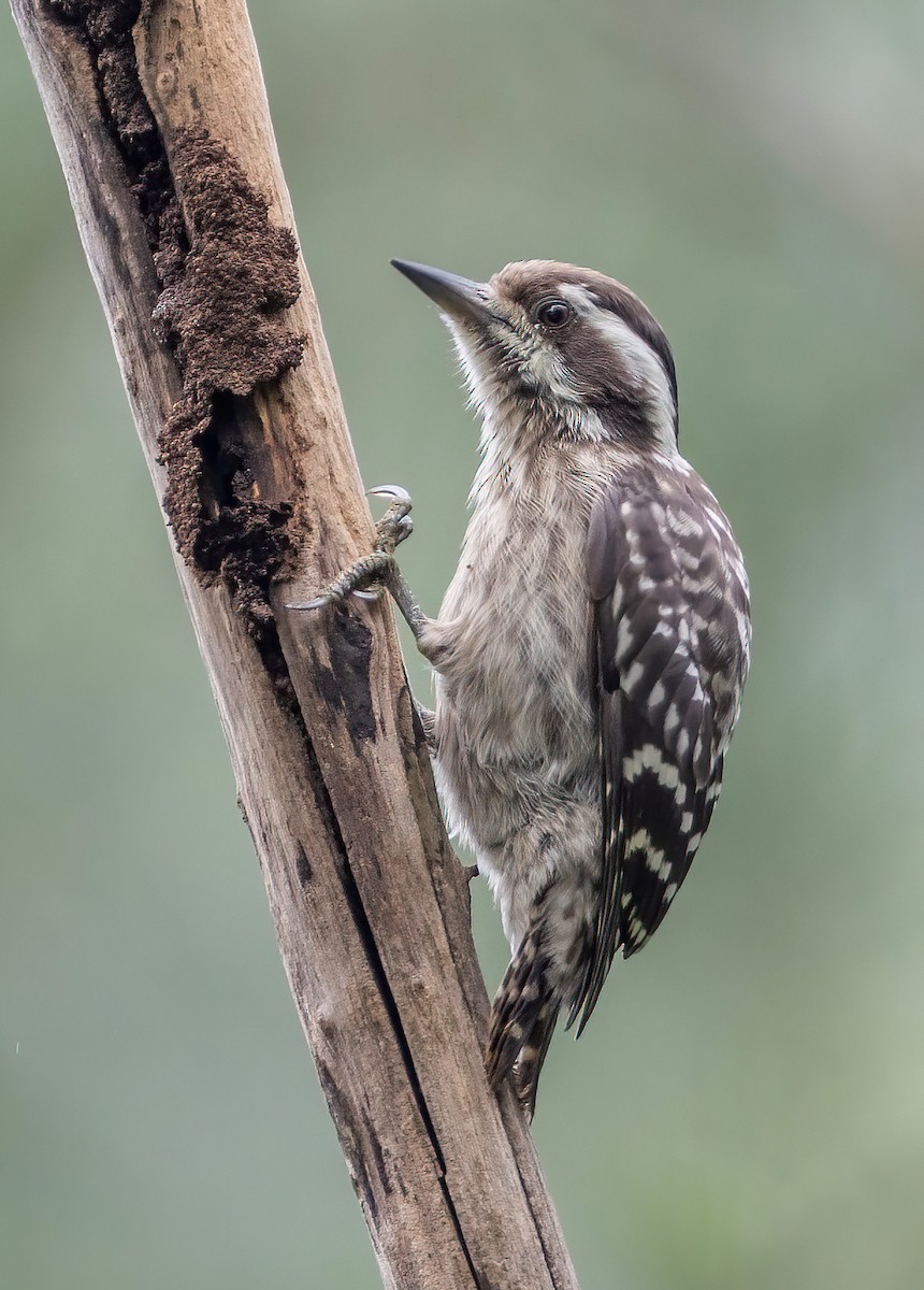 Sunda Pygmy Woodpecker - ML641909301