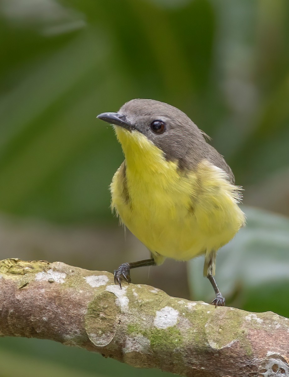 Golden-bellied Gerygone - ML641909306