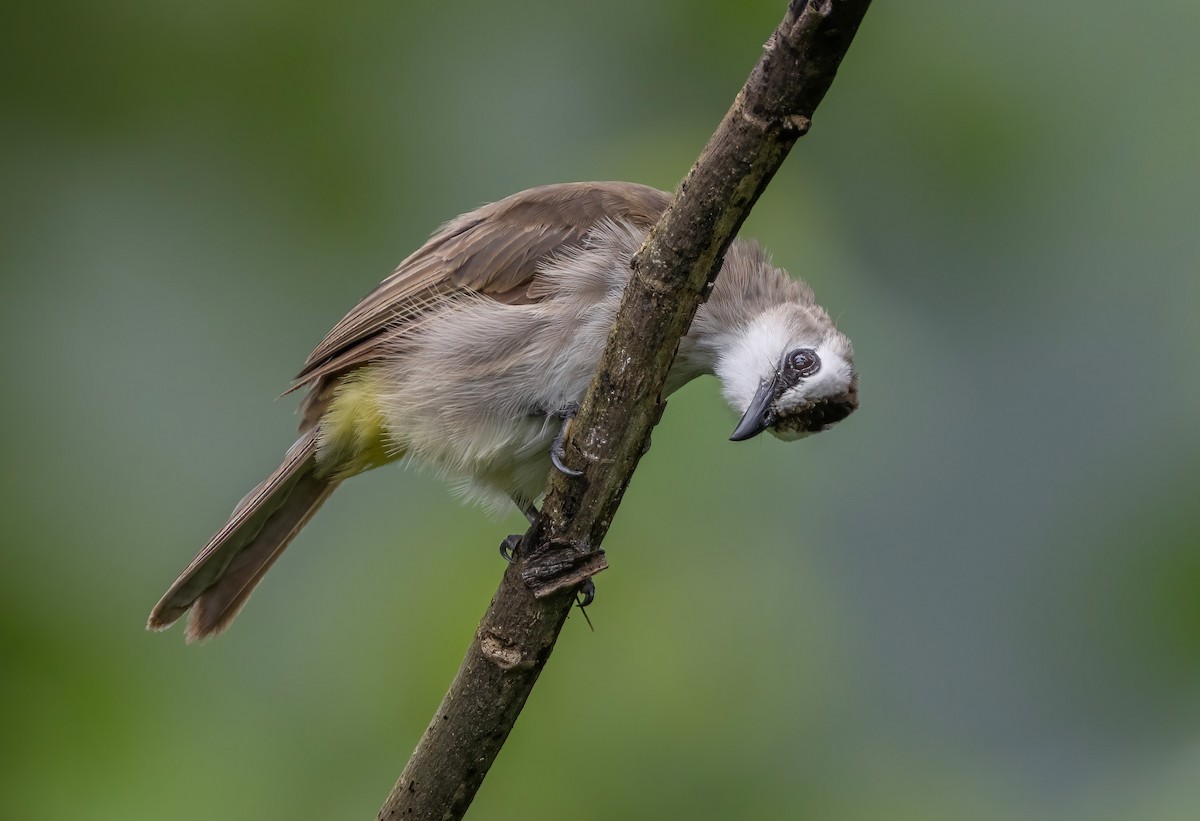 Yellow-vented Bulbul - ML641909311