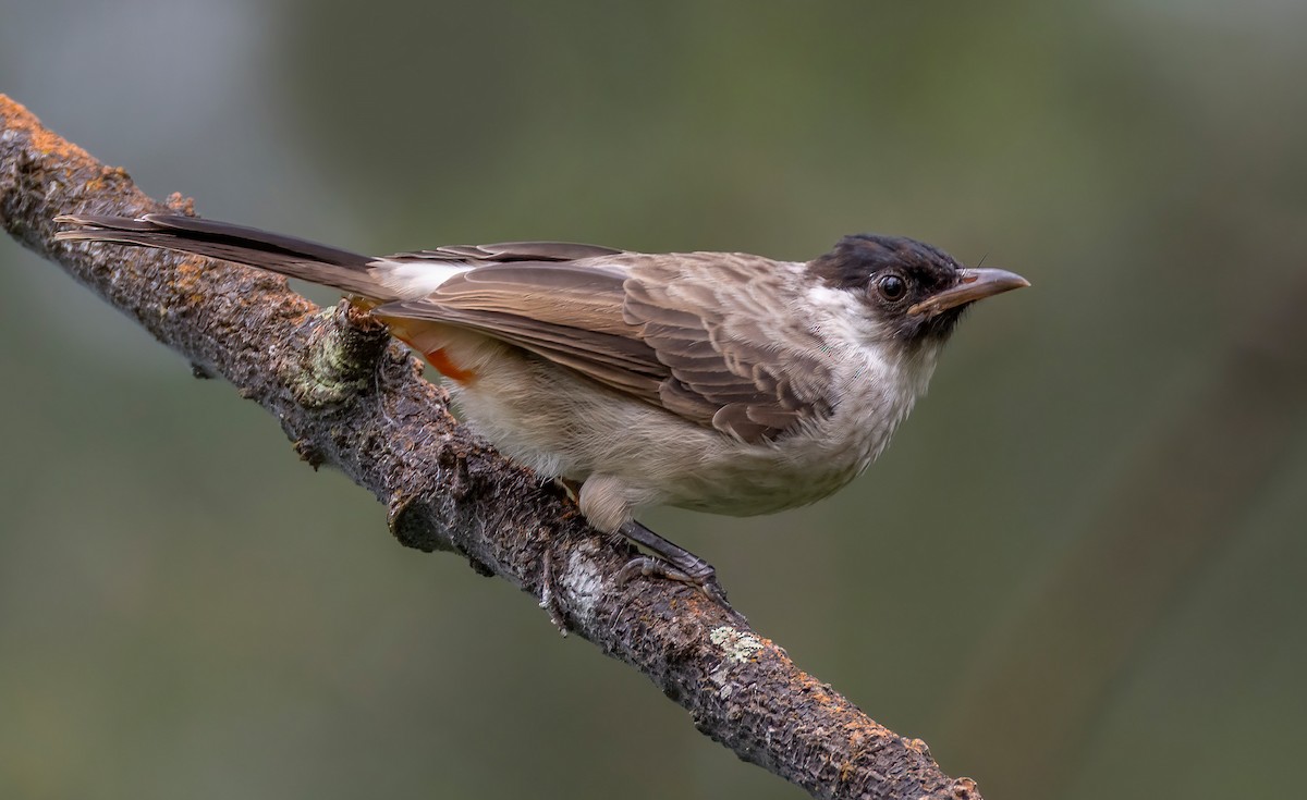 Bulbul Ventridorado - ML641909312