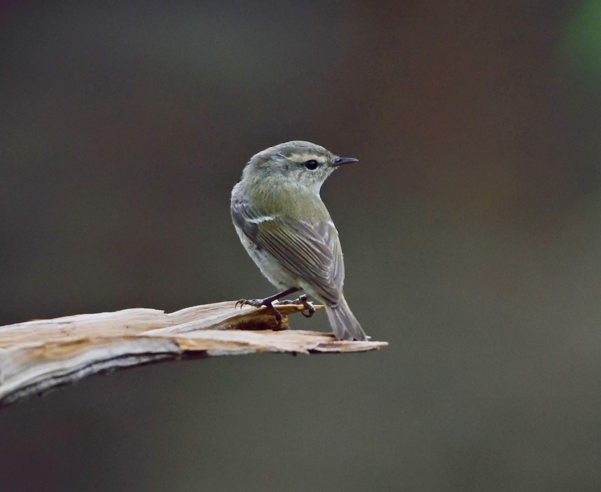 Hume's Warbler - ML641909314
