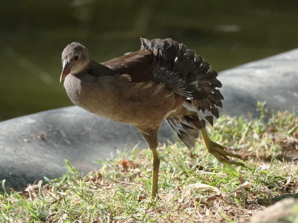 Eurasian Moorhen - ML641909335