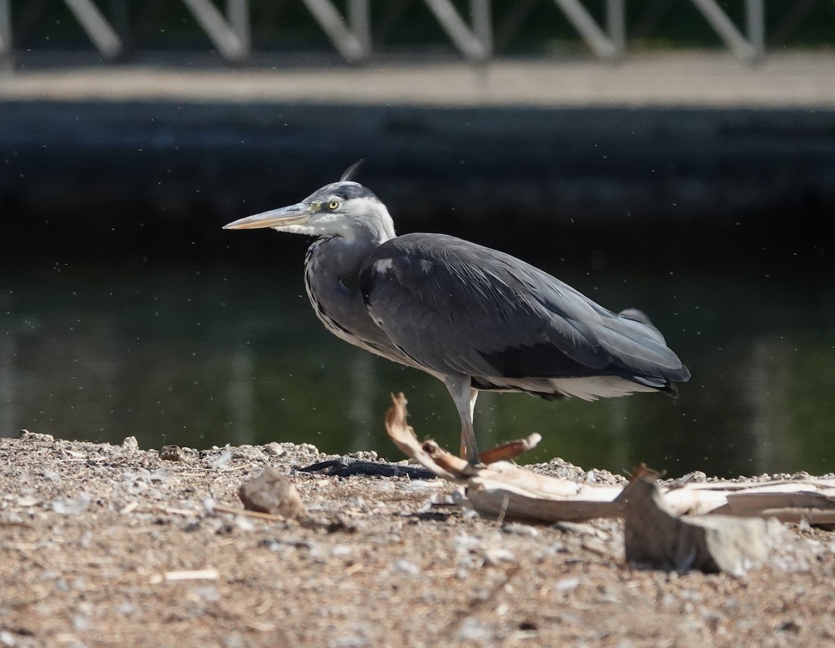 Gray Heron - ML641909338