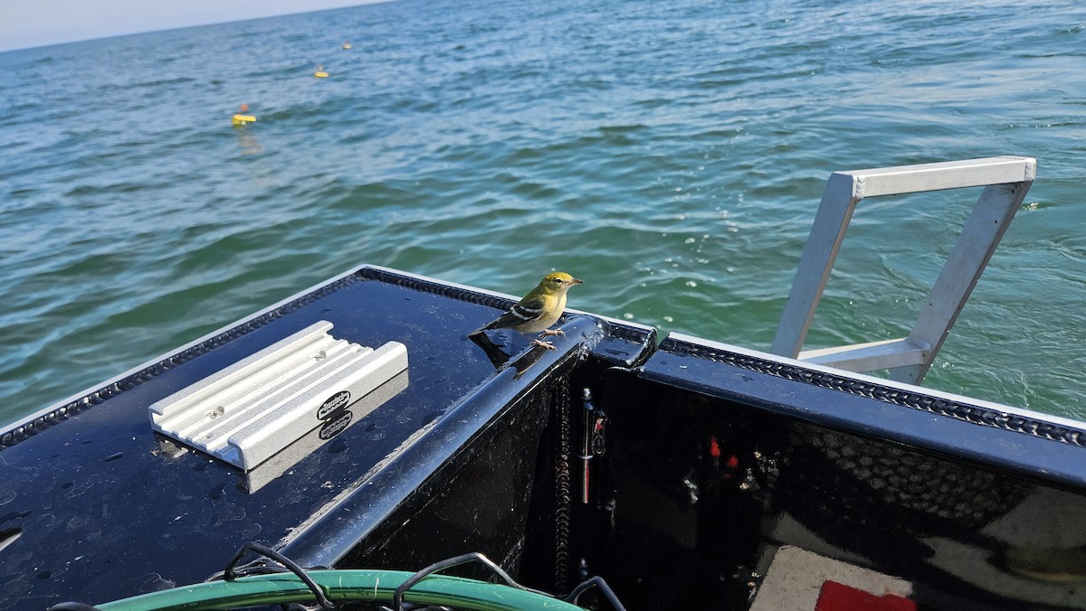 Bay-breasted Warbler - ML641909342