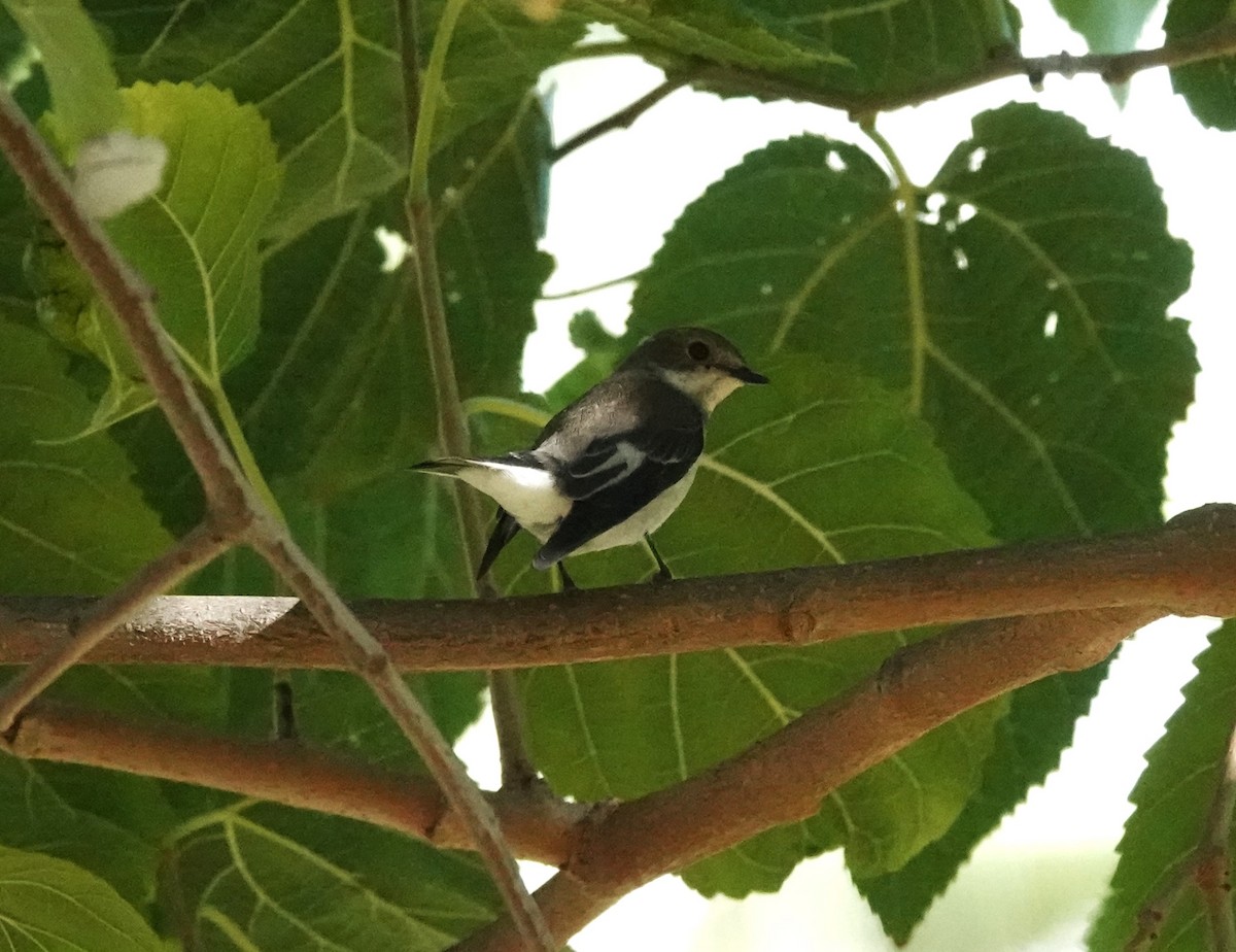 European Pied Flycatcher - ML641909348