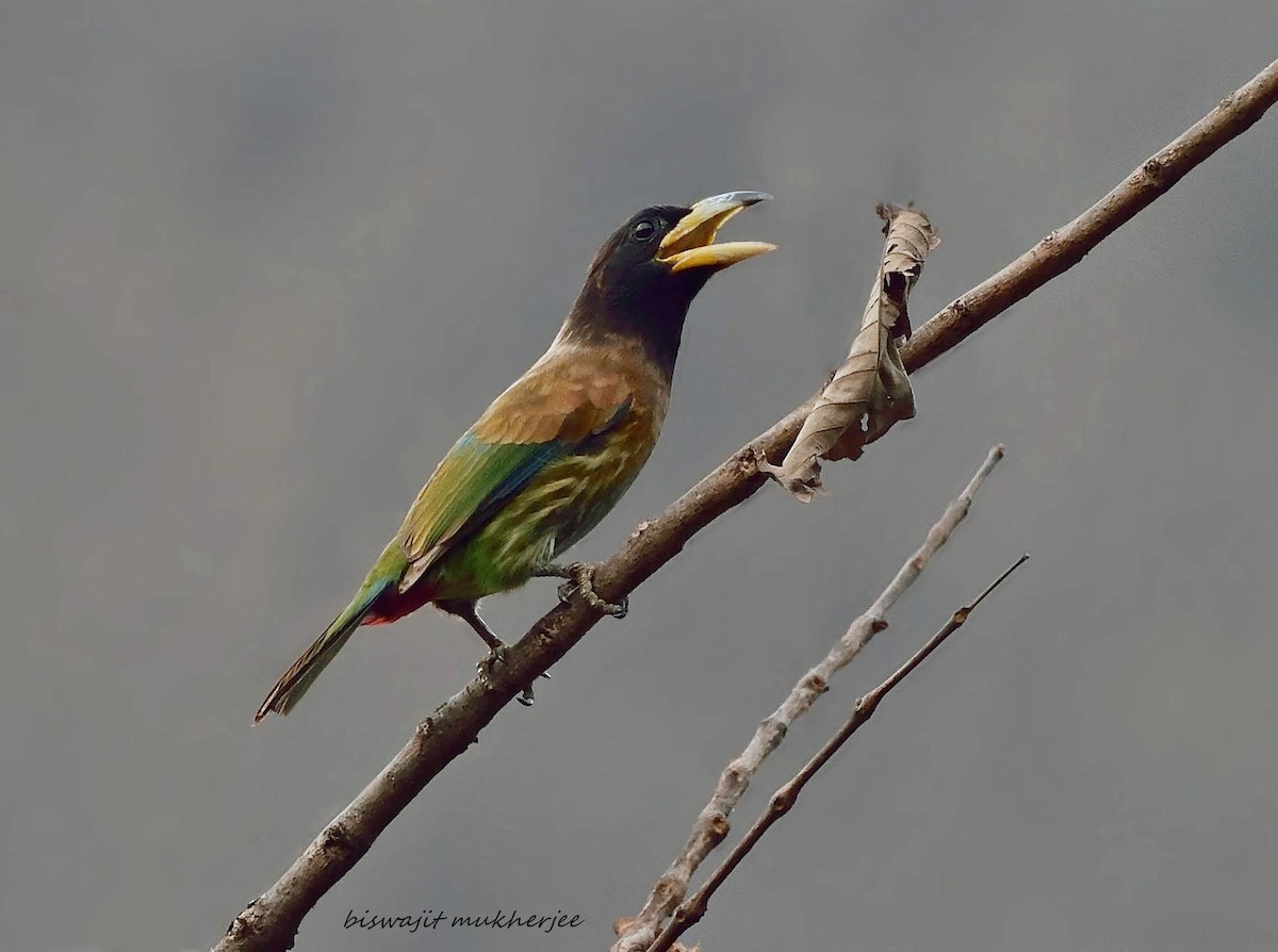 Great Barbet - ML641909351