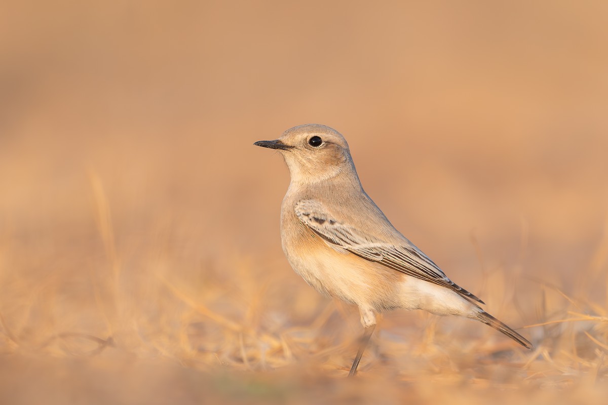 Desert Wheatear - ML641909358