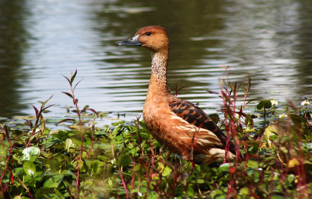 Fulvous Whistling-Duck - ML641909360