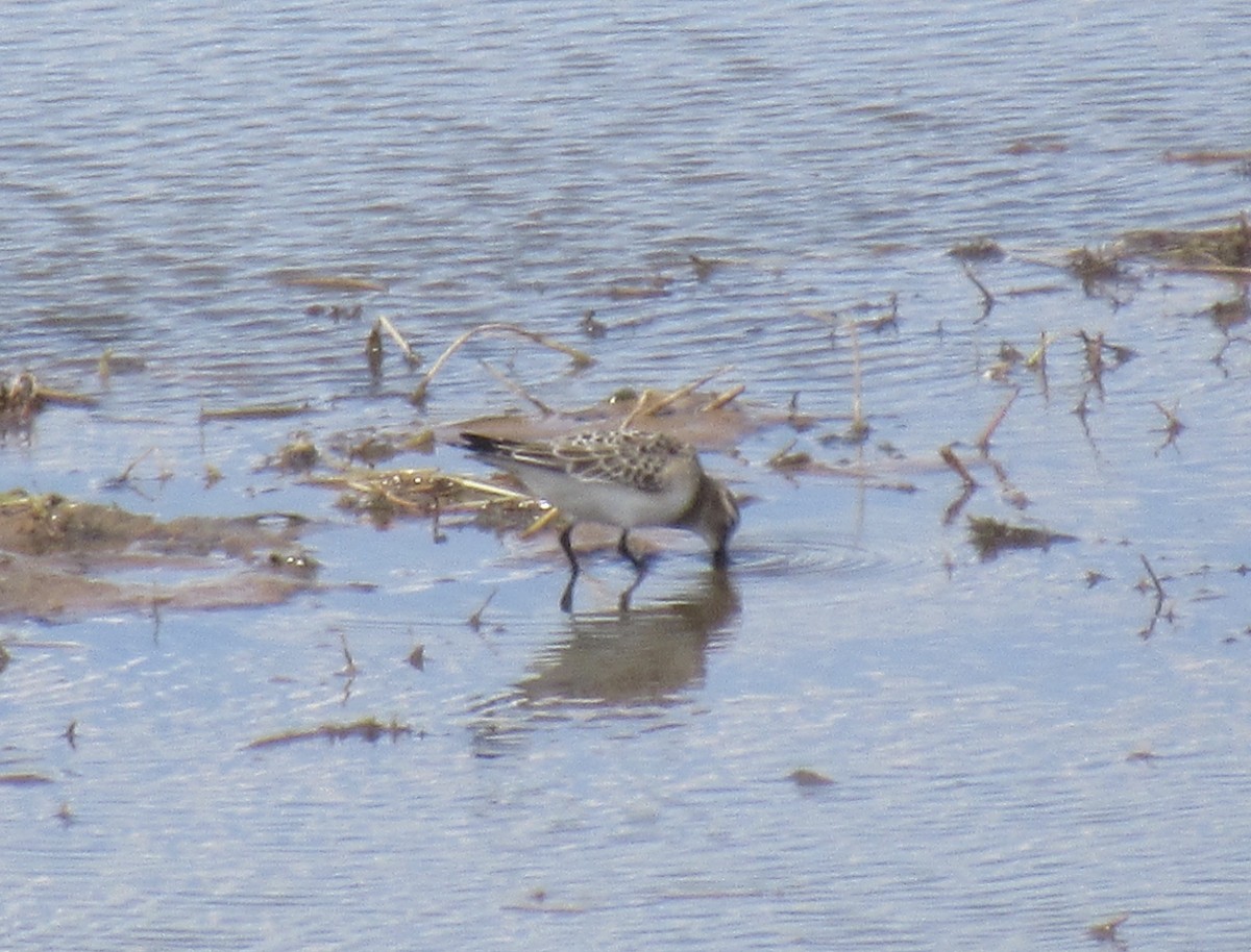 tanımsız küçük kumkuşu (Calidris sp.) - ML641909361